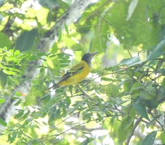 Oriolus xanthornus