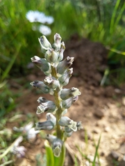 Lachenalia variegata