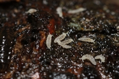 Onychiurinae