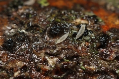 Onychiurinae