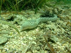 Myrichthys breviceps