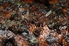 Onychiurinae