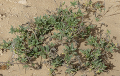 Heliotropium