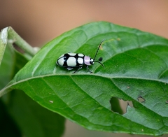 Omophoita octoguttata