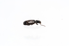 Microlestes