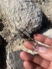 Dalea mollissima