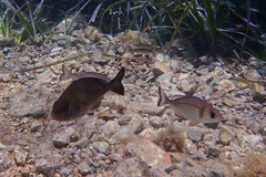 Spondyliosoma cantharus