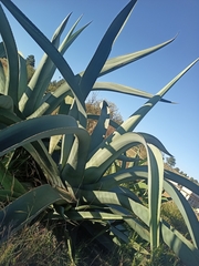 Agave mapisaga