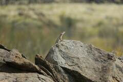 Karusasaurus polyzonus