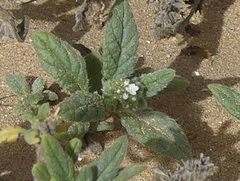 Heliotropium