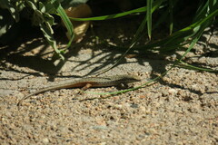 Trachylepis variegata