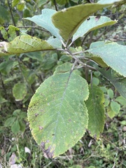 Leucosceptrum canum