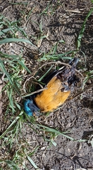 Chlorophonia elegantissima