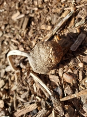 Coprinellus flocculosus