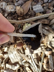 Coprinellus flocculosus