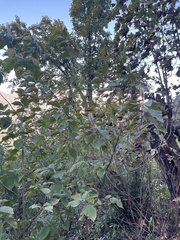 Leucosceptrum canum
