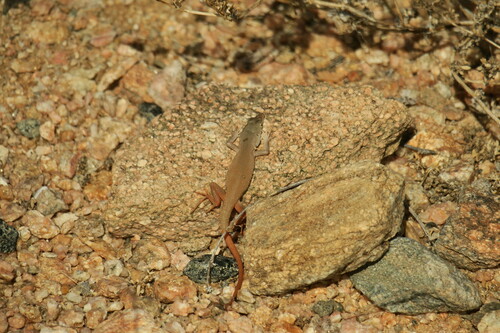 Plain Sand Lizard, Pedioplanis inornata