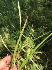 Sparganium emersum