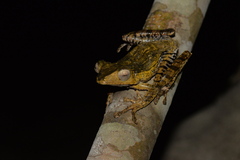 Polypedates otilophus