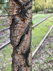 Tracheophyta