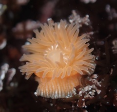 Epiactis prolifera