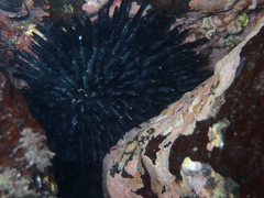 Echinometra oblonga