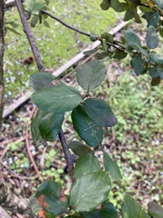 Tracheophyta