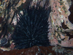 Echinometra oblonga