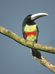 Pteroglossus aracari