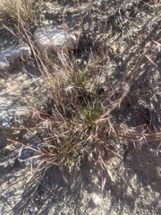 Bouteloua aristidoides