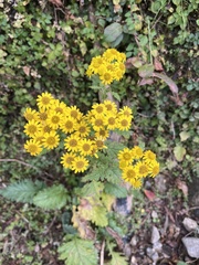 Senecio raphanifolius