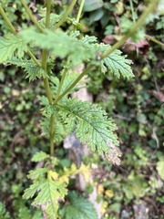 Senecio raphanifolius