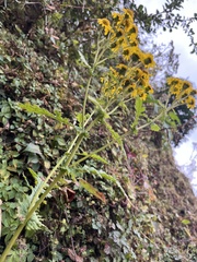 Senecio raphanifolius