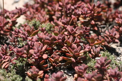 Crassula pubescens