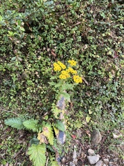 Senecio raphanifolius