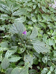 Strobilanthes