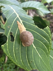 Parthena acutangula