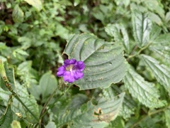 Strobilanthes