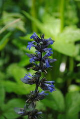 Ajuga