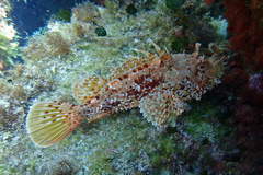 Scorpaena scrofa