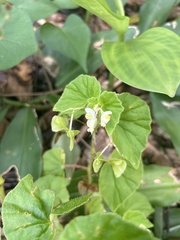 Begonia hirtella