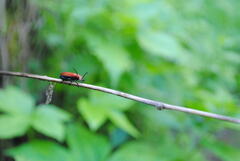 Pyrochroa serraticornis