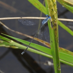 Lestes praemorsus