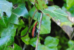 Pyrochroa serraticornis