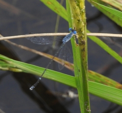Lestes praemorsus