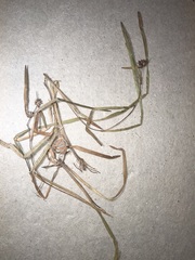 Sparganium emersum