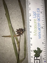 Sparganium emersum