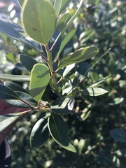 Ilex glabra