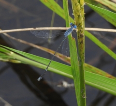 Lestes praemorsus