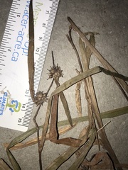 Sparganium emersum